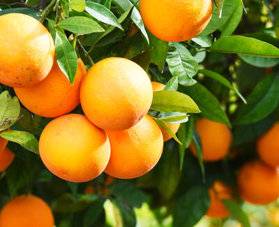 A close-up of orange fruits hanging on a tree branch, surrounded by green leaves.