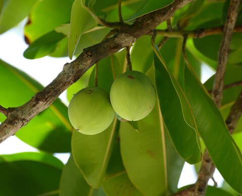Tamanu Botanical Oil Kiehl's Ingredient