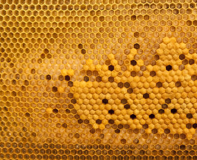 Close-up view of a honeycomb structure filled with honey, showcasing the hexagonal wax cells and a rich golden color.