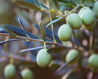 A close-up of green olives growing on a branch surrounded by dark green leaves.