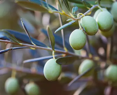 A close-up of green olives growing on a branch surrounded by dark green leaves.