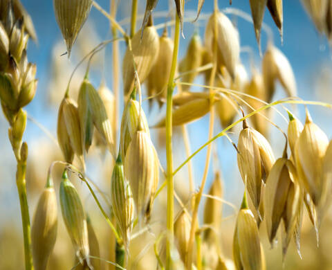 Oat Kernel Meal Kiehl's Ingredient
