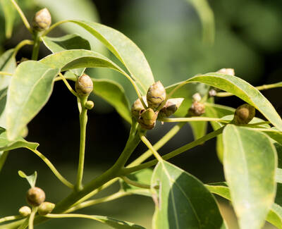 Close-up of green leaves with small, unopened flower buds on a branch. The background is softly blurred, emphasizing the plant details.