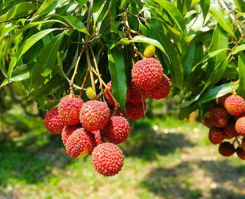 Lychee Extract Kiehl's Ingredient