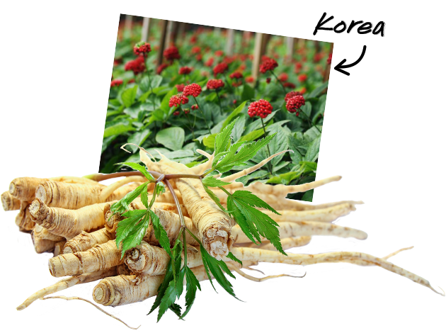Red Ginseng Root